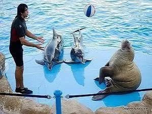 Trainer with two dolphins and a sea lion during the show