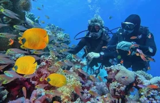 Diving instructor and beginner diver beside a coral reef with yellow butterflyfish near Hurghada