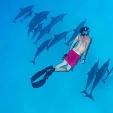 Snorkeler in fins swimming near a small group of dolphins in clear blue water