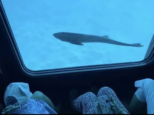 Passengers viewing a fish swimming past the semi-submarine's underwater window