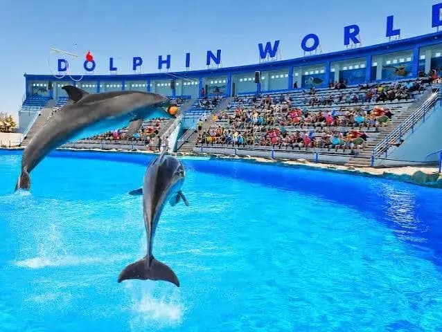 Dolphins jumping in front of an audience at Dolphin World Hurghada
