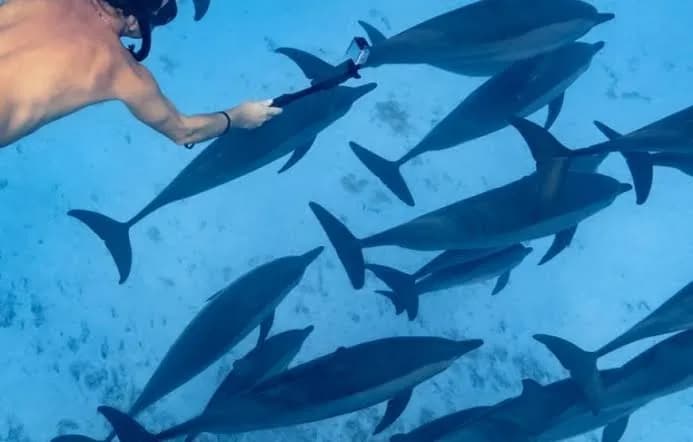 Snorkeler filming a group of dolphins underwater with a camera