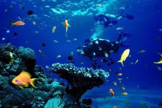 Divers exploring a Red Sea coral reef surrounded by tropical fish near Hurghada