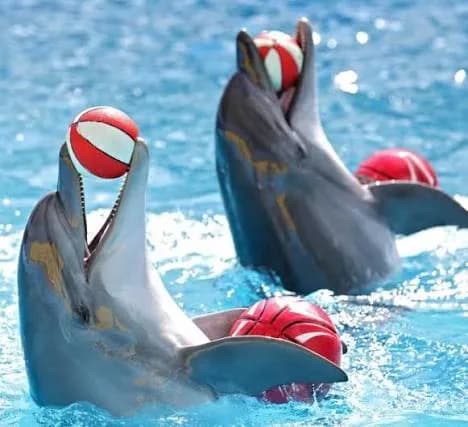 Two dolphins performing with balls at Dolphin World Hurghada