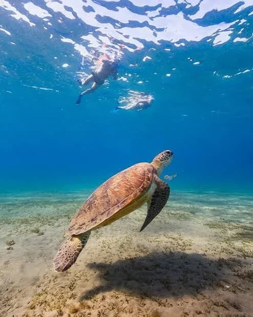 Schnorchler schwimmen über einer grünen Meeresschildkröte an einem flachen Riff im Roten Meer
