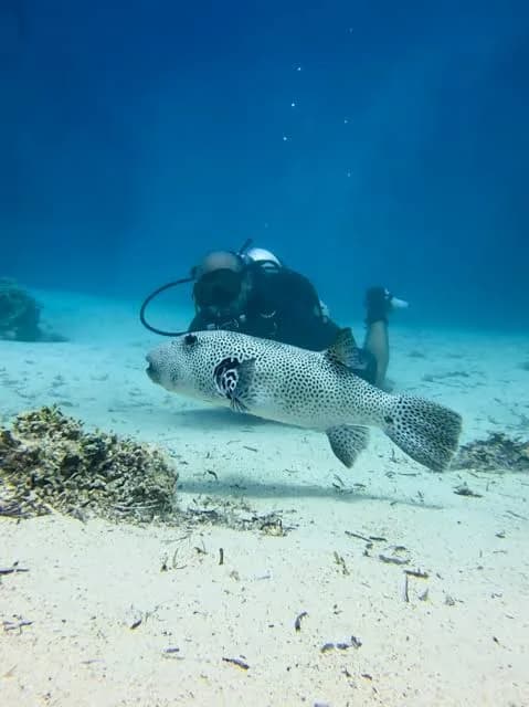 Diver approaching a spotted pufferfish resting on the sandy seabed