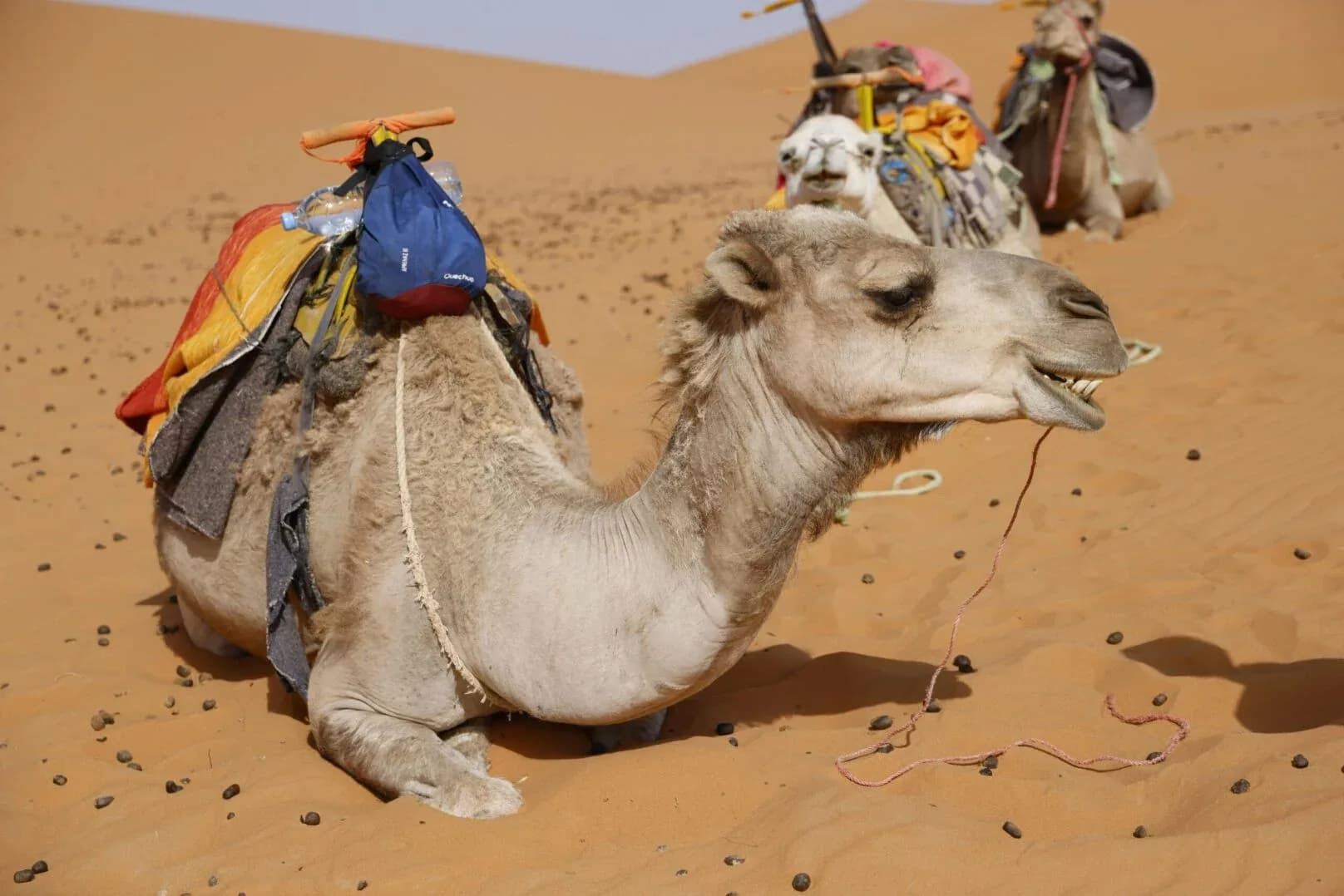 Camels resting in the desert sand, saddled and ready for the Super Safari's camel ride