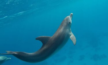 Dolphin House Hurghada,