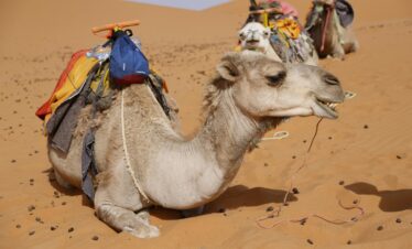 Super Safari Hurghada is one of the most exciting and complete desert adventures in Egypt