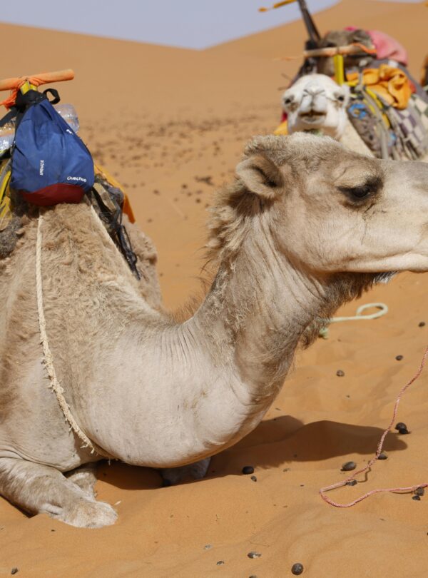 Super Safari Hurghada is one of the most exciting and complete desert adventures in Egypt