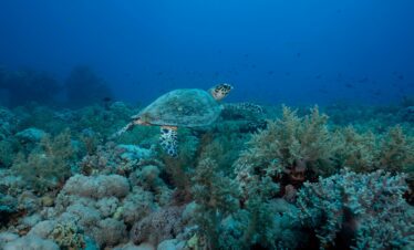 Hamata Island Tour