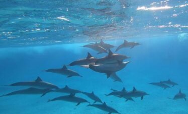 Dolphin House Sataya From Marsa Alam