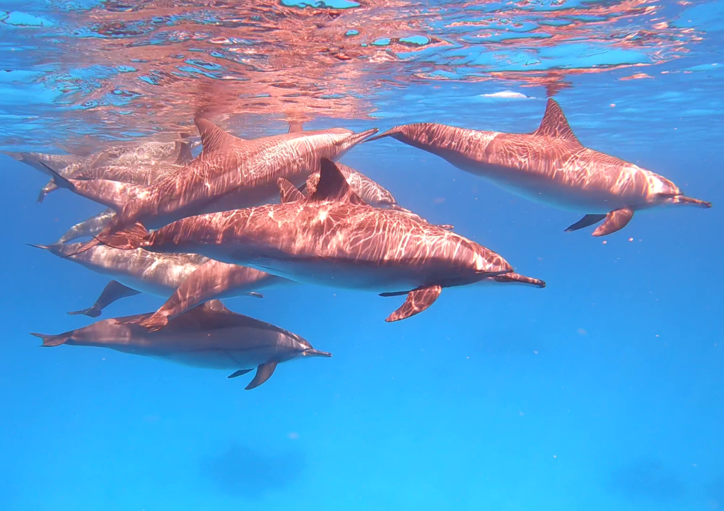 Dolphin House Samadai From Marsa Alam