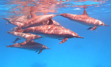 Dolphin House Samadai From Marsa Alam