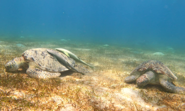 Swim with Turtles & Dugong from Marsa Alam